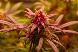 Discovering High-Quality Cannabis Seeds in Iowa Discovering High-Quality Cannabis Seeds in Iowa